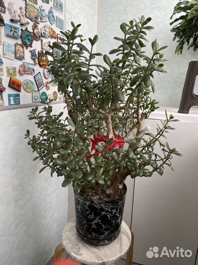 Толстянка. Денежное дерево