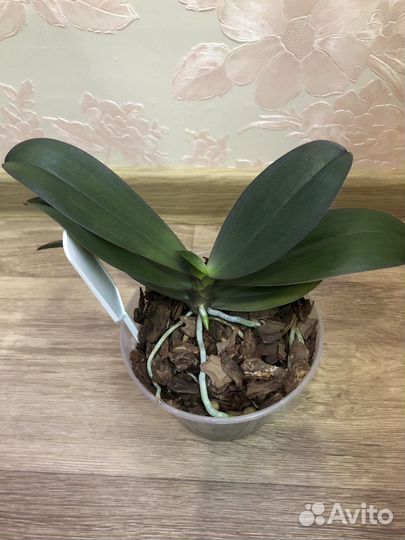 Орхидея мини