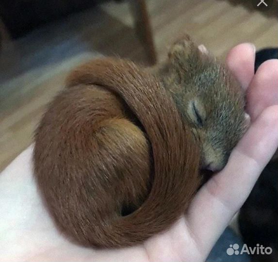 Ручной бельчонок