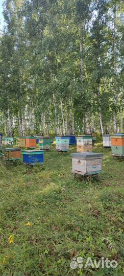 Натуральный зрелый мёд с пасеки