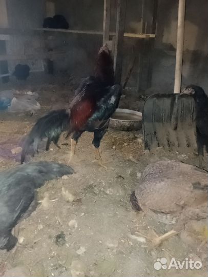 Бойцовые петухи о шамо