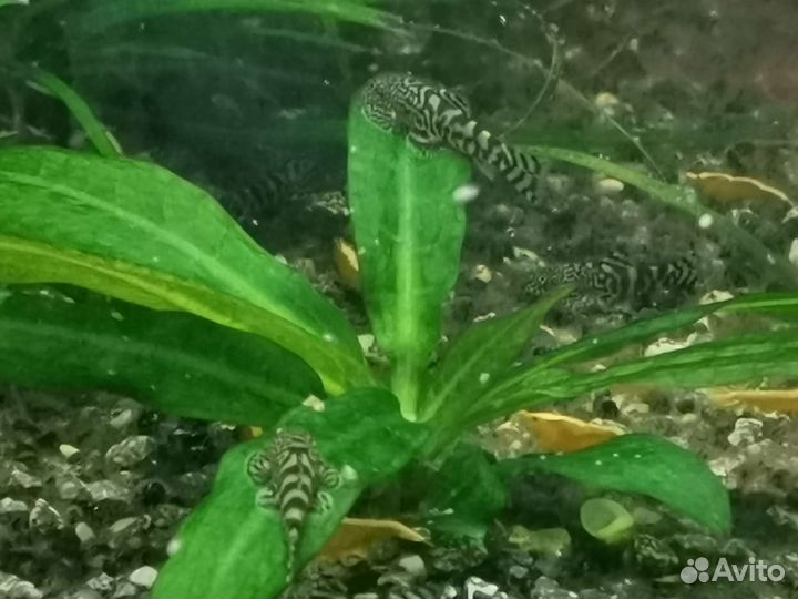 Севилия, Сомик Пигмей