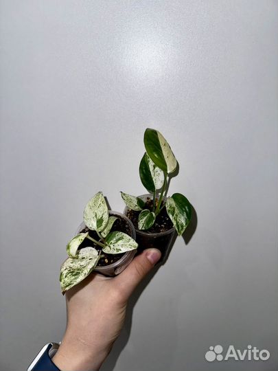 Эпипремнум Pinnatum white marble