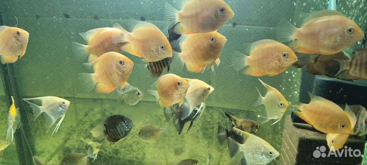 Аквариумные рыбки разных видов