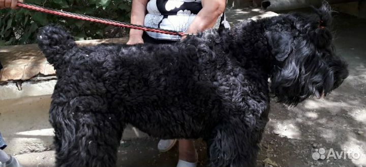 Русский черный терьер