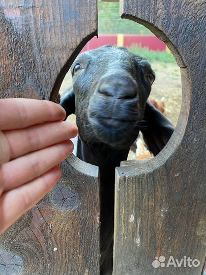 Козье молоко