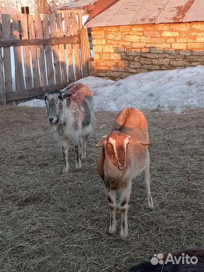Коза дойная, козел