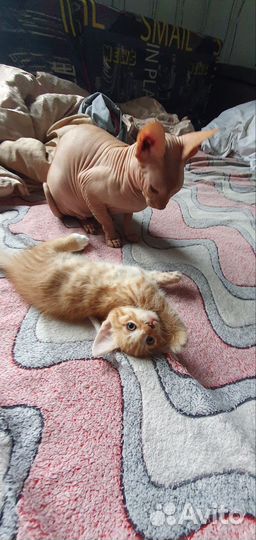 Котята селкирк рекс