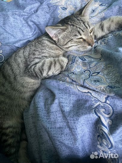 Котенок бесплатно