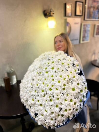 Ромашковая хризантема Эквадор