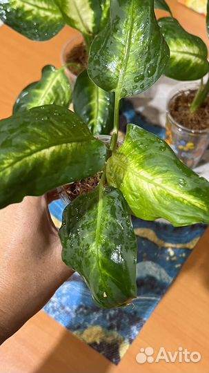 Диффенбахия Камилла