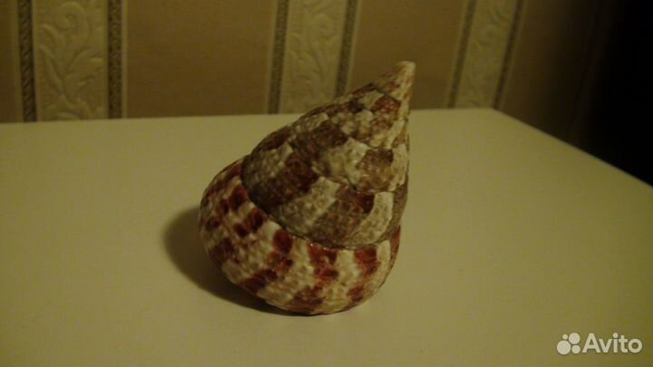 Ракушка