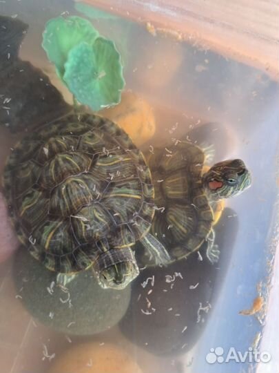 Черепаха