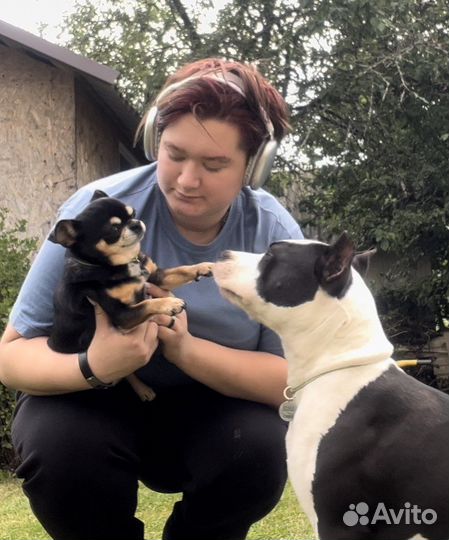 Выгульщик собак