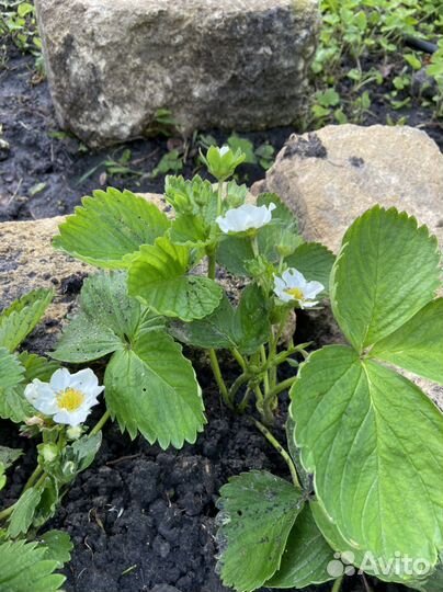 Клубника Альбион