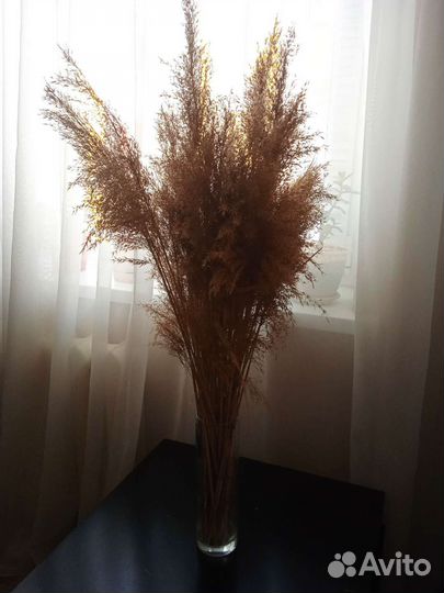 Декоративные цветы