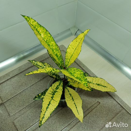 Кротон Gold King