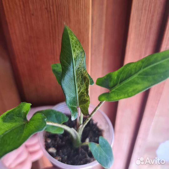 Алоказия Лаутербахиана