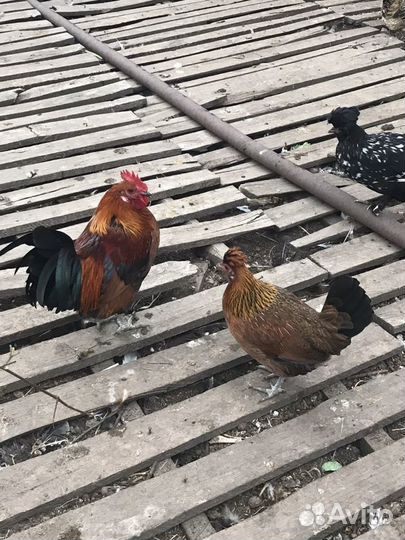 Куры декоративыне, Павловская (рыжие, серебрестые)