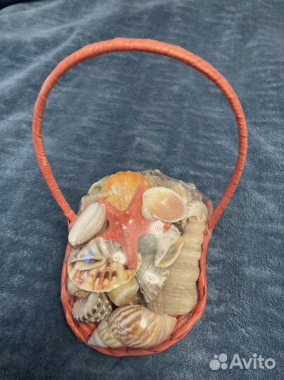 Набор ракушек