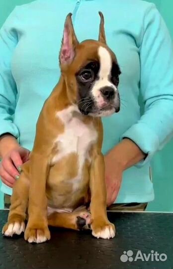 Боксер щенок