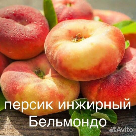 Персик инжирный саженцы