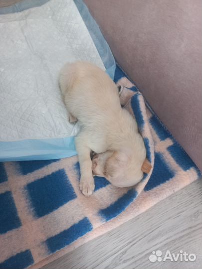 Отдаём щенков