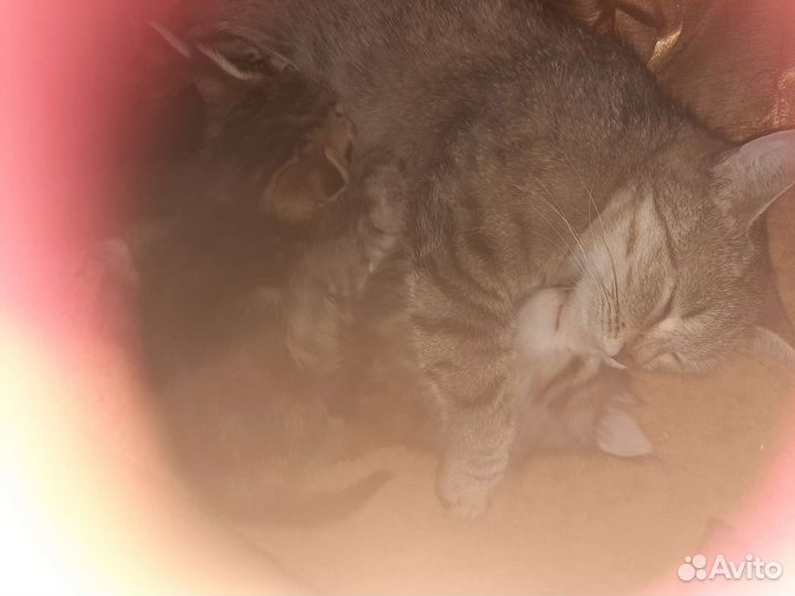 Кошки