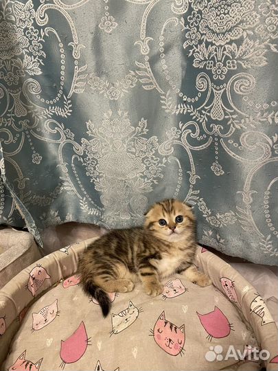 Шотландский мальчик +кот на вязку