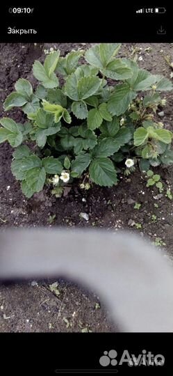 Клубника ремонтантная