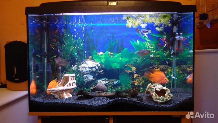 Аквариумы и обслуживание