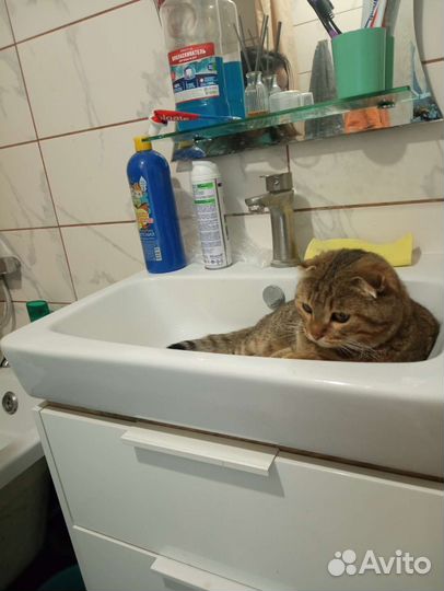Кот
