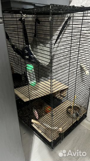 Шиншилла с клеткой