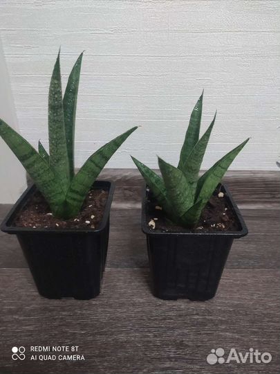 Сансевиерии