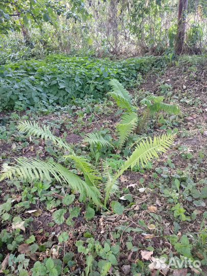 Папоротник