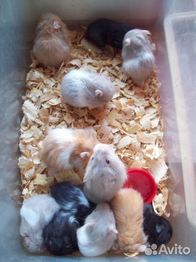 Ручные сирийские и ангорские хомячки хомяки