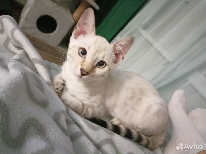 Бенгальские котята