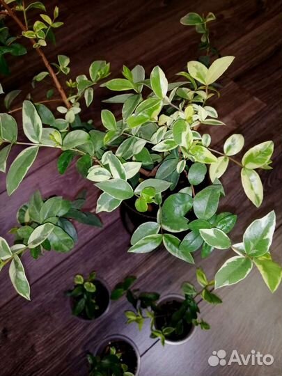 Мирт вариегатный крупнолистный