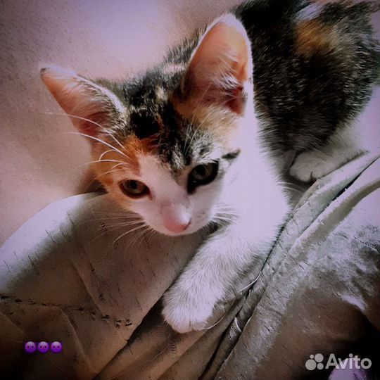 Домик для кошки бесплатно