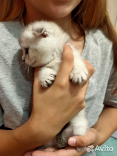 Шотландская вислоухая шиншилла