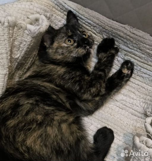 Котёнок девочка ищет дом