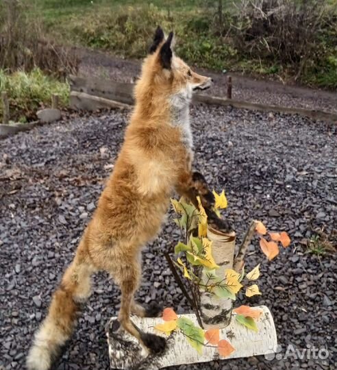 Чучело рыжей лисы