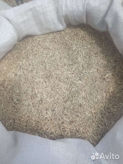 Канареечное семя