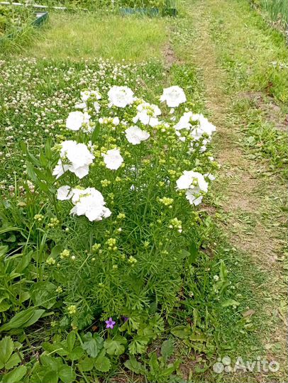 Многолетник