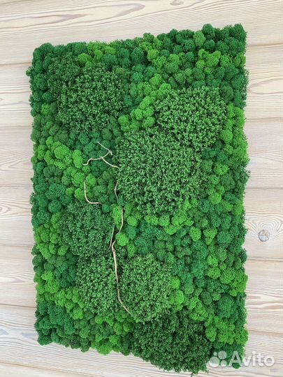 Панели из стабилизированного мха