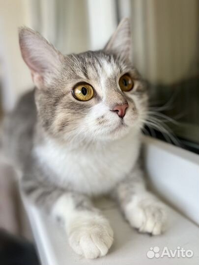 Нежный котик для души