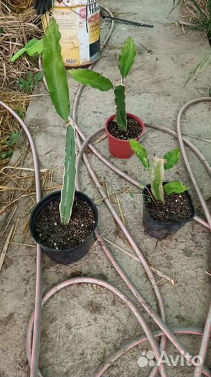 Питахайя саженцы