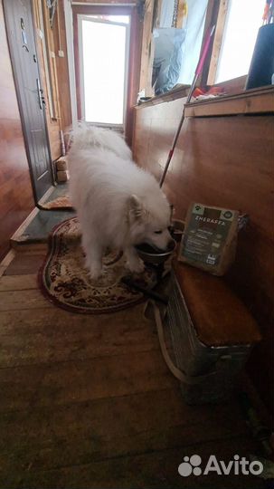 Сухой корм для собак 