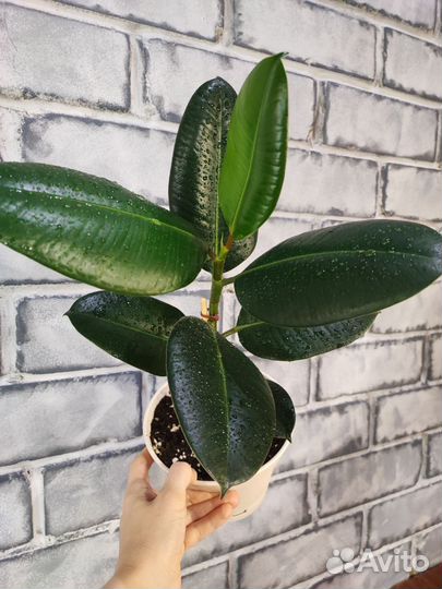 Фикус эластика робуста