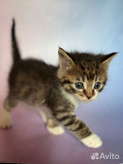Котенок мальчик в добрые руки